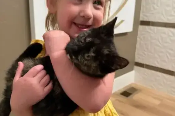 Lost Tortoiseshell Kitten - $200 Reward