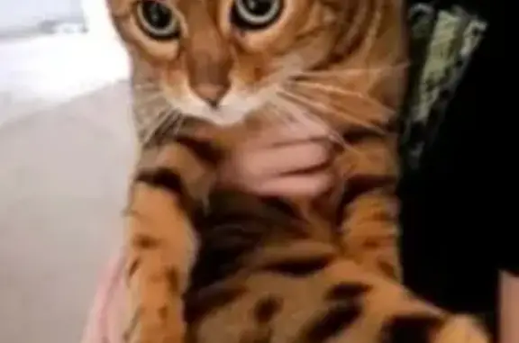 Lost Cat: Golden Brown, Green Eyes