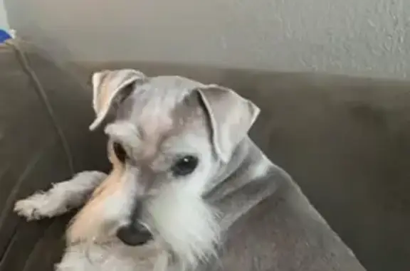 Help Find Our Mullet-Haired Dog in MO!