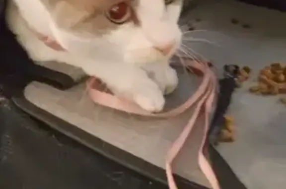 Lost Cat: White with Grey & Tan Spots