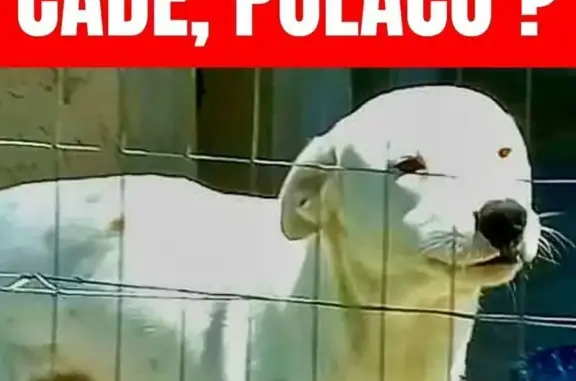 cachorro desaparecida