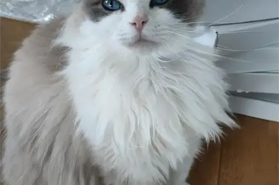 Lost pets Charles Sturt, photo: Lost Ragdoll Cat: Shy & Collarless