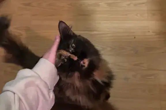 Found Calico Cat: Help Us Find...