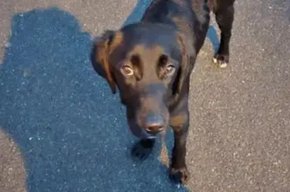 Chien trouvé Soyaux, photo: Chien sociable trouvé à Soyaux