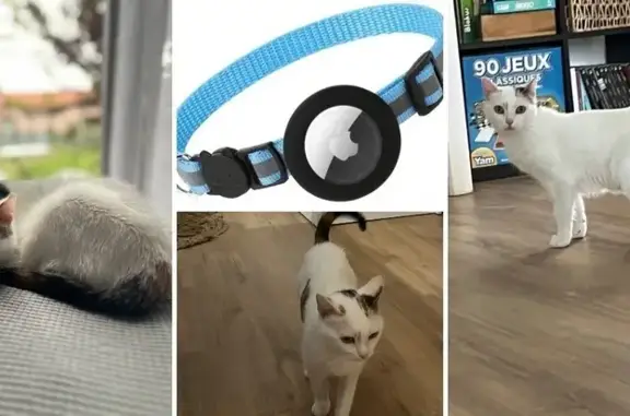 Chatte tricolore perdue, collier bleu AirTag - photo