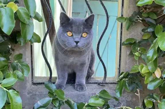 Lost Grey Cat, 10mo, Bandalong Rd