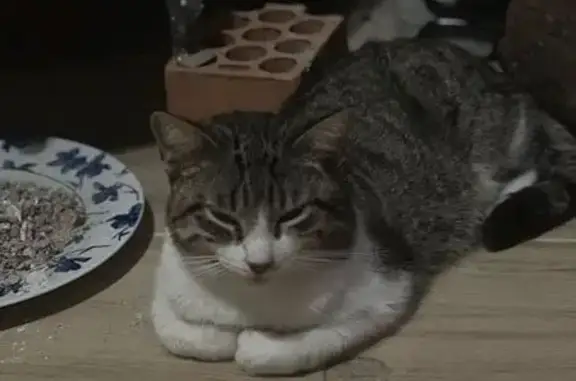 Búsqueda de mascotas, foto: Gato perdido en Yeles desde el 5 de noviembre