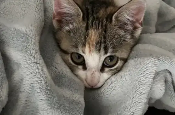 Chaton Isabelle 4 mois perdu, La Chapelle - photo