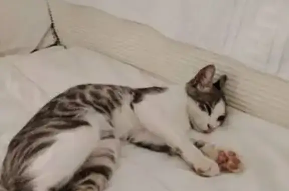 Chat perdu à Lunel : blanc et tigre gris - photo