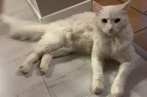 Animaux perdus , photo: Chat blanc perdu à Ancretteville-sur-Mer
