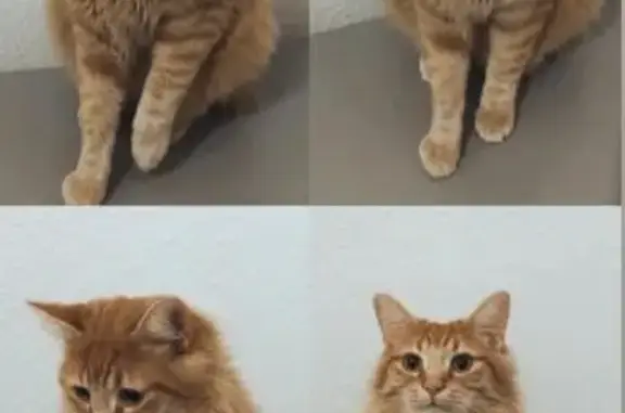 Búsqueda de mascotas, foto: ¡Gato Naranja Perdido en Yuncos!