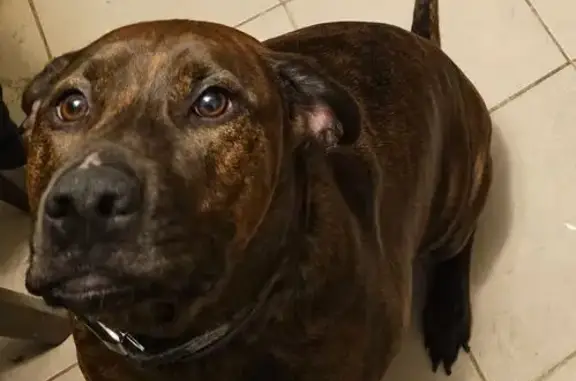 Lost Brindle Dog: Sweet & Playful in Thornton