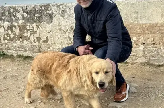 Chien perdu, craintif mais gentil à Sainte-Marie - photo
