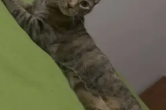 Ella no es muy amigable suele bufar gruñir cuando te acercas a ella no se deja tocar segun con quién, no se deja tocar en la panza,la tiene de color naranja, es grisácea y con algunas manchas naranjas. No sabemos cómo desapareció pensamos que fue un momento al abrir la puerta y entrar y no verla.