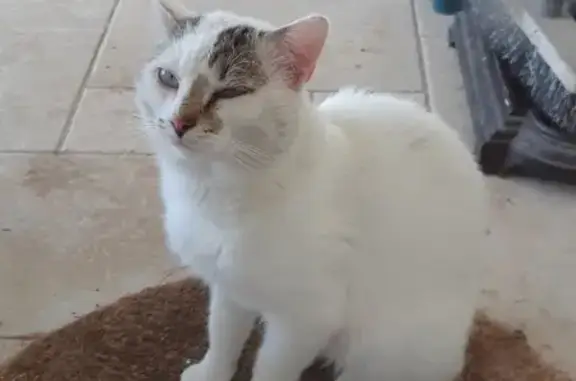 Animaux perdus Ruelle-sur-Touvre, photo: Chat perdu, blanc tigré, queue cassée