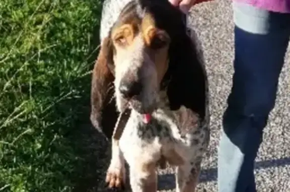 Animaux trouvés , photo: Chien de chasse trouvé, SPA Soues