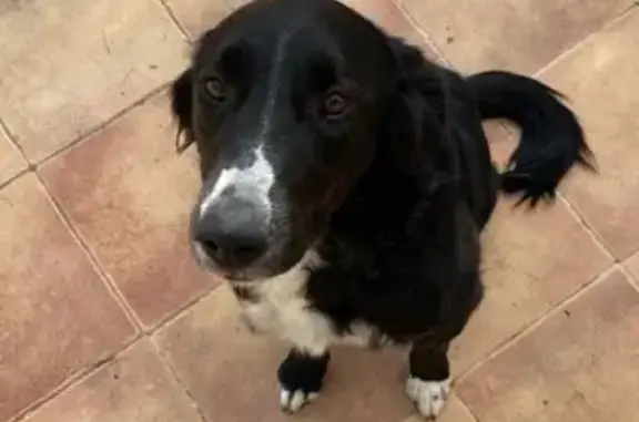 Perro perdido: negro con manchas claras