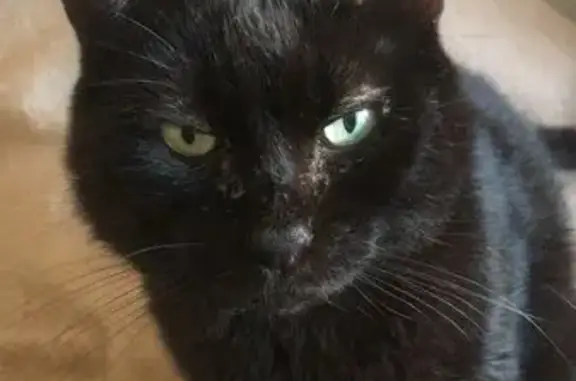 Gatos perdidos, Badalona, foto: Gato perdido en Badalona: Kenny, negro y cariñoso