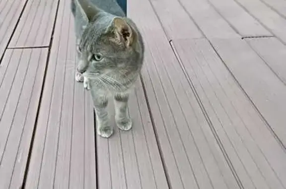 Chatte perdue, Dreux : tâche œil droit - photo