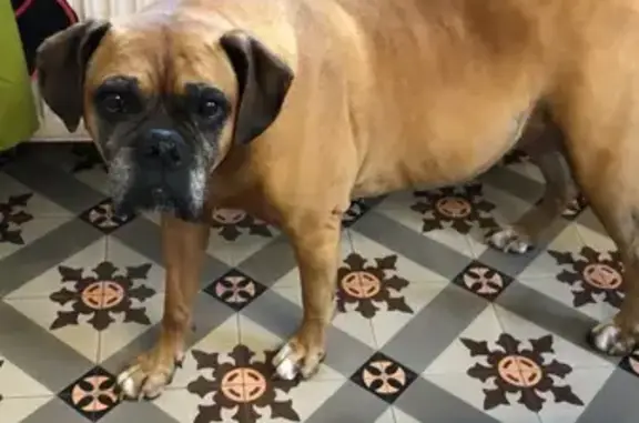 Boxer marron perdue à Saint-Lager-Bressac - photo