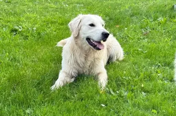 Animaux trouvés , photo: Chien Golden crème trouvé à Cherbourg