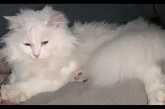 Chatte blanche perdue à Cussey-sur-l'Ognon - photo