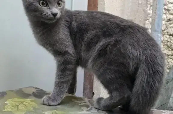 Chat Chartreux perdu à Drancy - photo