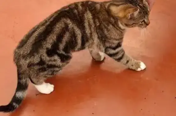 Animaux trouvés Desvres, photo: Chaton femelle trouvée à Desvres