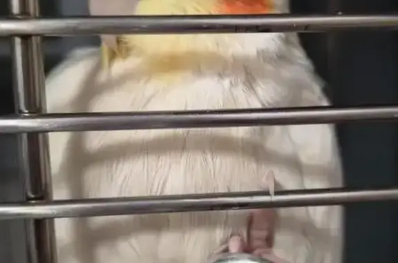 Lost 3-Month Lutino Cockatiel in Jurong