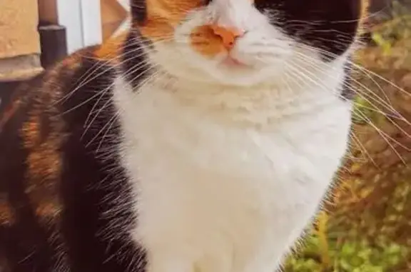 Chatte Calico perdue à Thumeries - photo