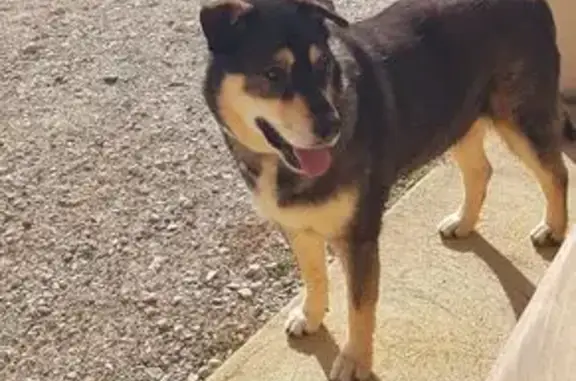 Animaux trouvés Chatuzange-le-Goubet, photo: Chienne croisée husky trouvée à Chatuzange