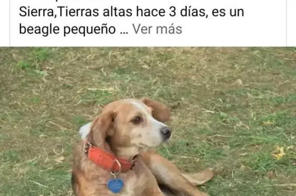 Beagle Perdido en Carrascosa: Desconfiado