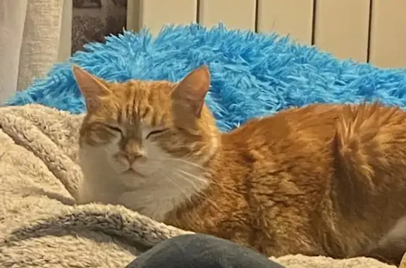 Chat roux et blanc perdu à Vallet - photo