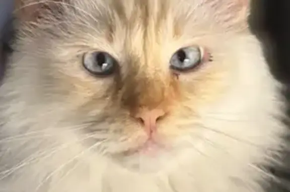 Animaux perdus , photo: Chat blanc perdu à Hyères : récompense offerte