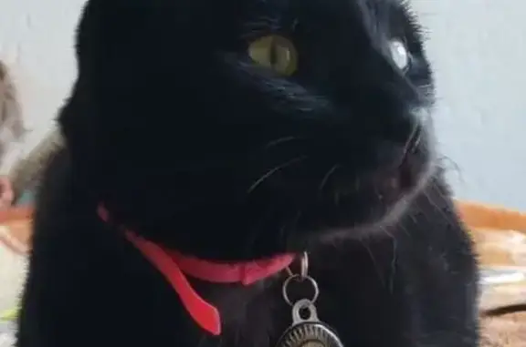 Lost Black Cat: Pink Collar, Sandton