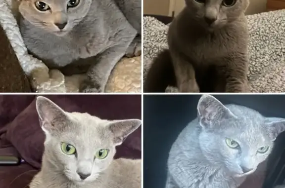 Lost Russian Blue Cat: $1,000 Reward!