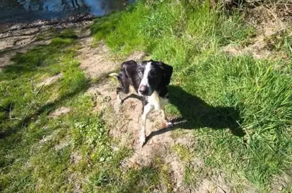 Chien perdu Autun, photo : Chienne perdue, croisée border collie, Autun