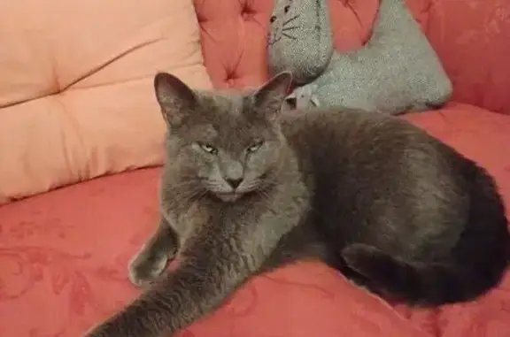 Chat perdu, , photo: Perdue: chatte chartreux Punky, Paraza