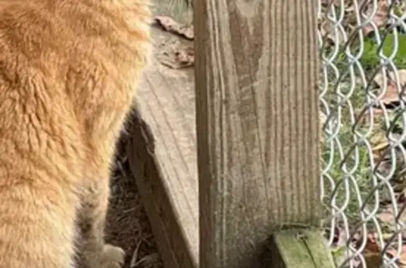 Help Find Our Lost Orange Cat!
