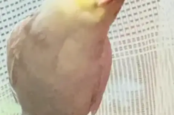 Lost pets , photo: Lost Bird: Whistles Back, Charles St, QLD