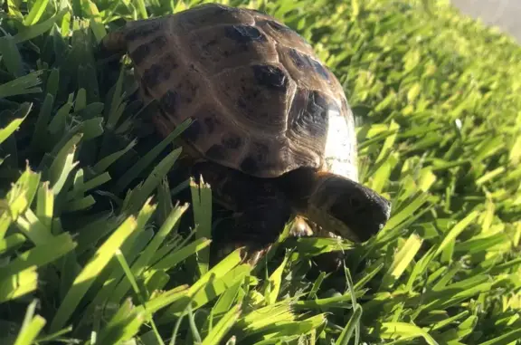 Missing Tortoise: Help Find Do...