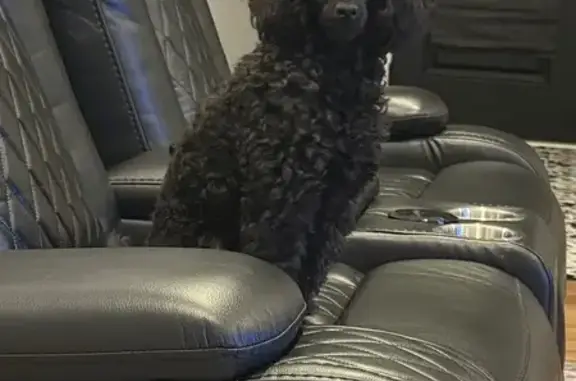 Lost Seizure Alert Toy Poodle in TN