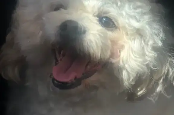 Lost Dog: White & Gold, Conyers Area