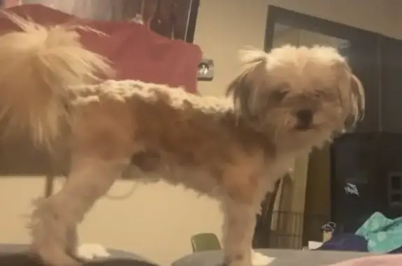 Lost Shih Tzu Benji in Greens Bayou