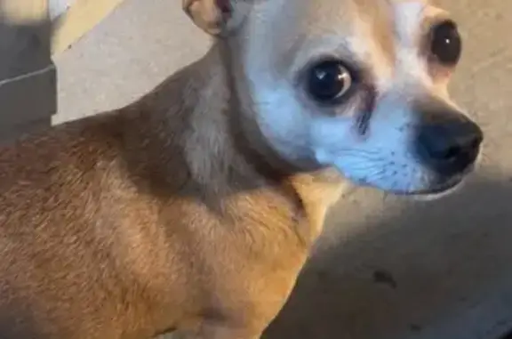 Lost Light Brown Chihuahua in Broadview