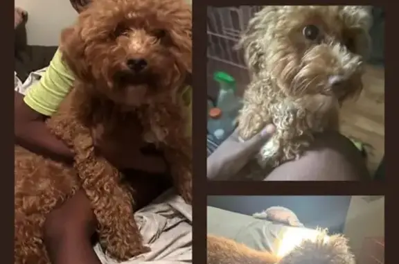 Lost Yorkiepoo: Hazel on Linden Blvd, NY