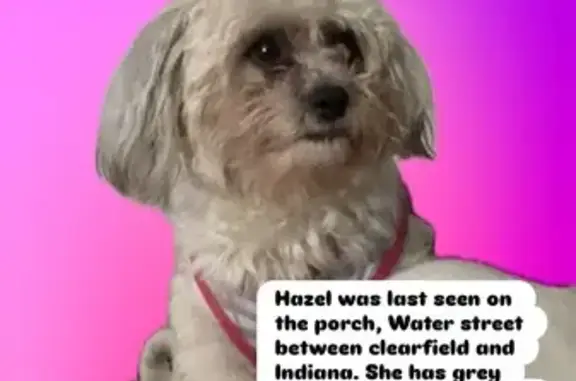 Lost Dog Hazel: Grey Ears & Belly Spots