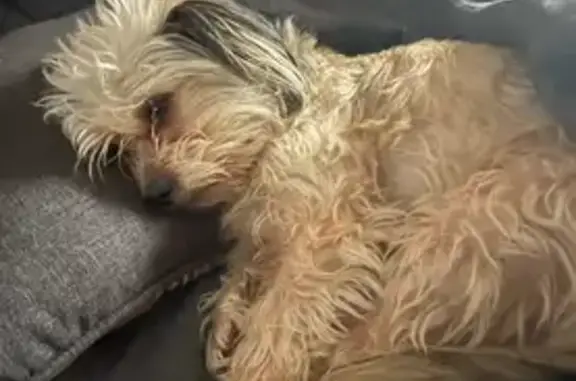 Lost Shih Tzu Mix: Help Find Cooper!