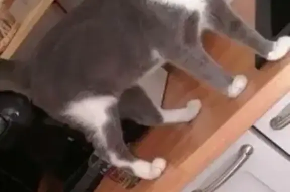Chat gris perdu, Guizmo, 3 ans, Montélimar - photo