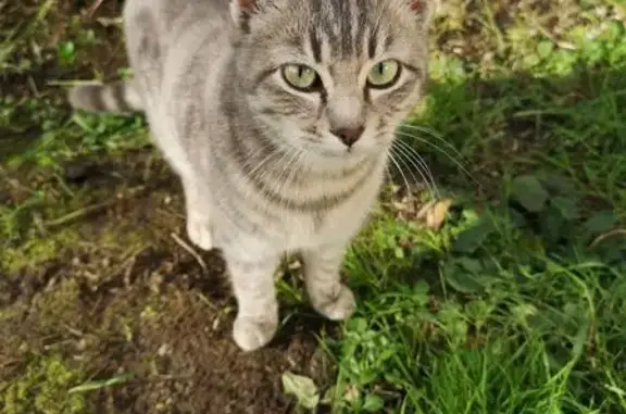 Animaux trouvés Confolens, photo: Chat gris tigré trouvé à Confolens